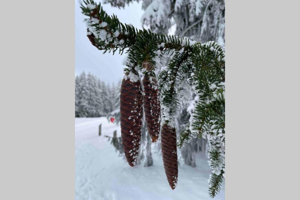 Zeit Fuer Dich Am Bergelchen, Winterberg Apartment Luaran gambar